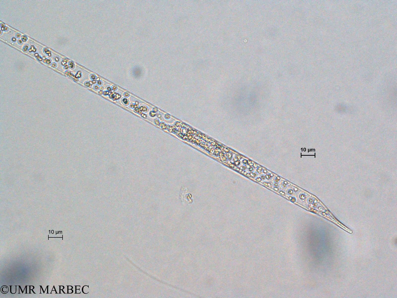 phyto/Scattered_Islands/all/COMMA April 2011/Proboscia alata (ancien Rhizosolenia sp3 -1)(copy).jpg